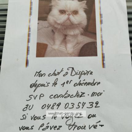 Foto 1/1 Kat teruggevonden Vermist in Kampenhout