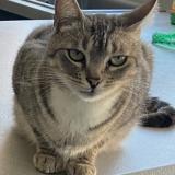 Picture of cat lost at Lomme