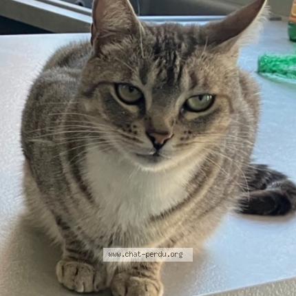 Photo 1/1 Toc Chat lost in Lomme