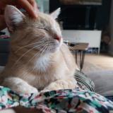 Picture of cat lost at Bernieres Sur Mer