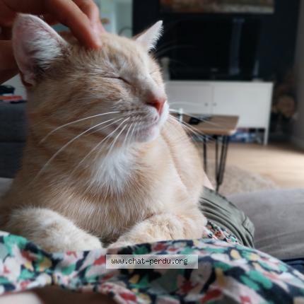 Photo 1/1 Simba Chat lost in Bernieres sur mer