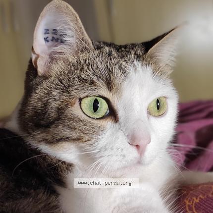 Photo 1/1 Mona Chat lost in Tours