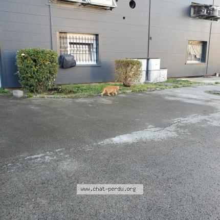 Photo 1/1 Minou Chat lost in Saint dizier