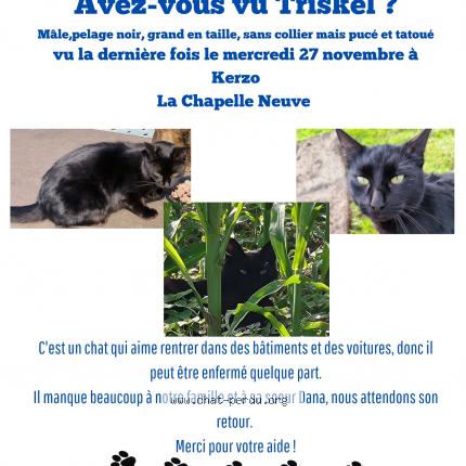 Photo 1/1 Triskel Chat lost in La chapelle neuve