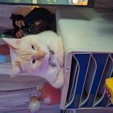 Picture of cat lost at Hyeres