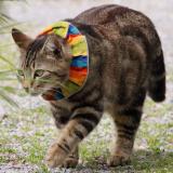 Picture of cat lost at St Georges Sur Loire