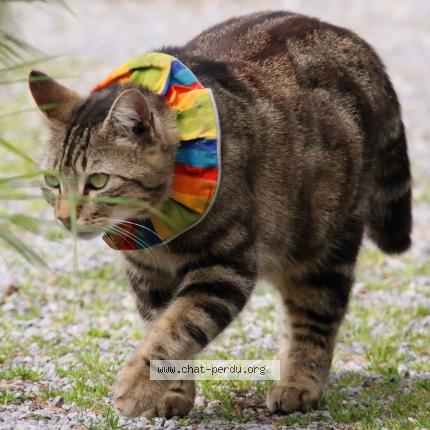 Photo 1/1 Calinou Chat lost in St georges sur loire