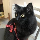 Picture of cat lost at L Hay Les Roses