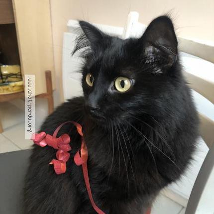 Photo 1/1 Chatouille Chat lost in L hay les roses