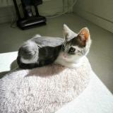 Picture of cat lost at Herouville Saint Clair