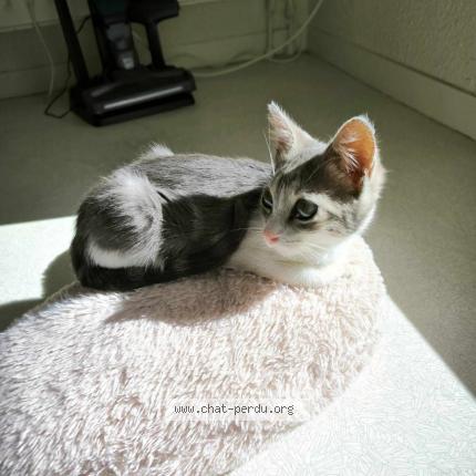 Photo 1/1 Muezza Chat lost in Herouville saint clair