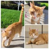 Picture of cat lost at Vezac