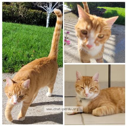 Photo 1/1 Figaro Chat lost in Vezac