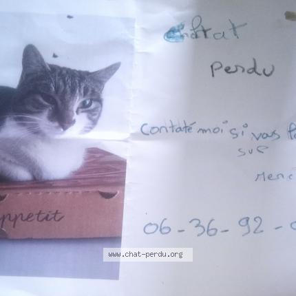 Photo 1/1 Doltie Chat lost in Marseille