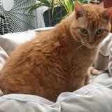 Picture of cat lost at Castemaurou