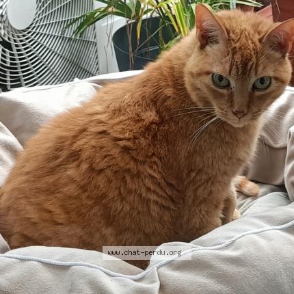 Photo 1/1 Garfield Chat lost in Castemaurou