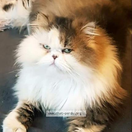 Photo 1/1 Jazz Chat lost in Prudhomat