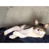 Picture of cat lost at Puget Sur Argens