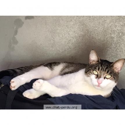 Photo 1/1 Cobalt Chat lost in Puget sur argens