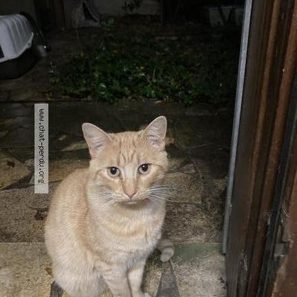 Photo 1/1 Cat reunited Lost in Montlucon