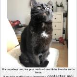 Picture of cat lost at La Ferte Saint Aubin