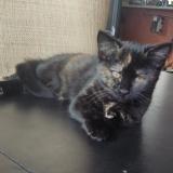 Picture of cat lost at Toulouse