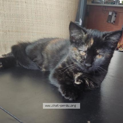 Photo 1/1 Beverly Chat lost in Toulouse