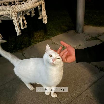 Foto 1/1 Wiedergefundene Katze Verloren in Payerne
