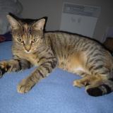 Picture of cat lost at Mavilly Mandelot