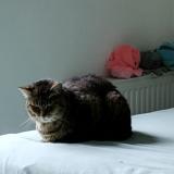 Picture of cat lost at Toulouse