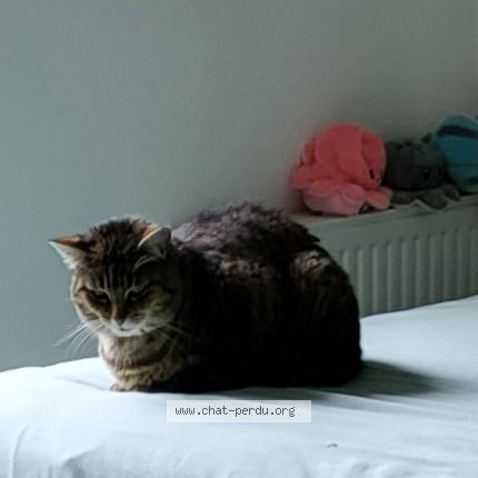 Photo 1/2 Mini Chat lost in Toulouse