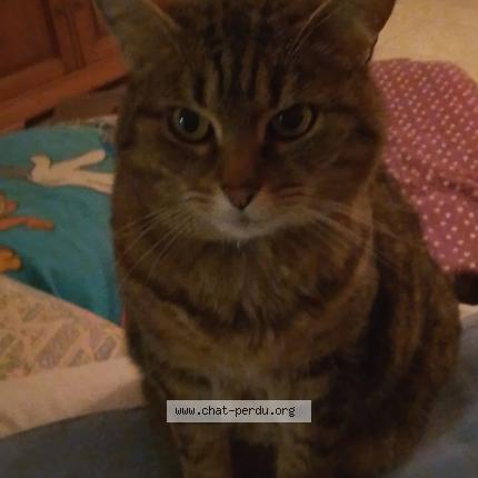 Photo 2/2 Mini Chat lost in Toulouse