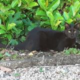 Picture of cat lost at Pin Balma