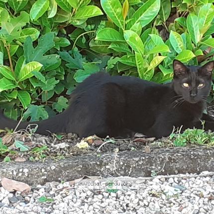 Photo 1/1 ULYSSE Chat lost in Pin balma