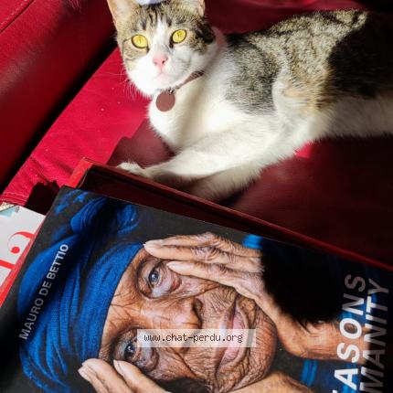 Photo 1/1 Cat reunited Found in Avignon