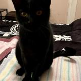 Picture of cat lost at Ernolsheim Les Saverne