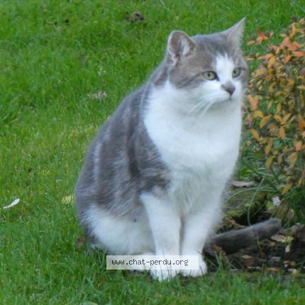 Photo 1/2 Found cat Found in Milly sur therain