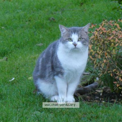 Photo 2/2 Found cat Found in Milly sur therain