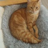 Picture of cat found at 21200 Beaune