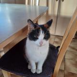 Picture of cat lost at Romsee