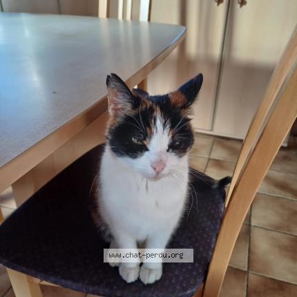 Photo 1/1 Maya Chat lost in Romsee