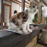 Picture of cat lost at Valencay