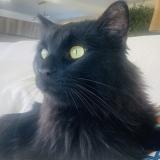 Picture of cat lost at Marseille