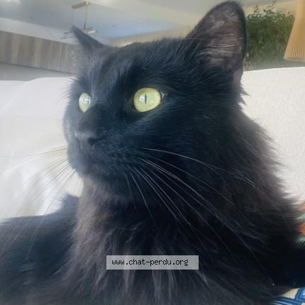 Photo 1/1 Jujube Chat lost in Marseille