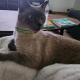 Picture of cat lost at Saint Germain Les Corbeils