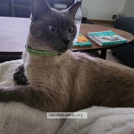 Photo 1/1 Cat reunited Lost in Saint germain les corbeils