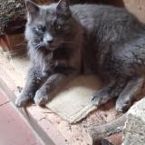Picture of cat lost at Charny Oree De Puisaye