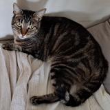 Picture of cat lost at Richardmenil