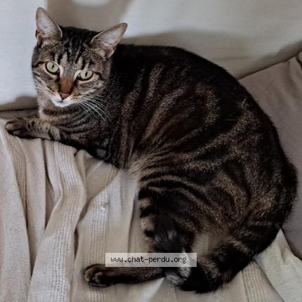 Photo 1/1 P&eacute;pite Chat lost in Richardmenil