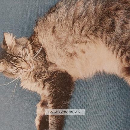 Foto 1/1 Kat teruggevonden Vermist in Molenbeek